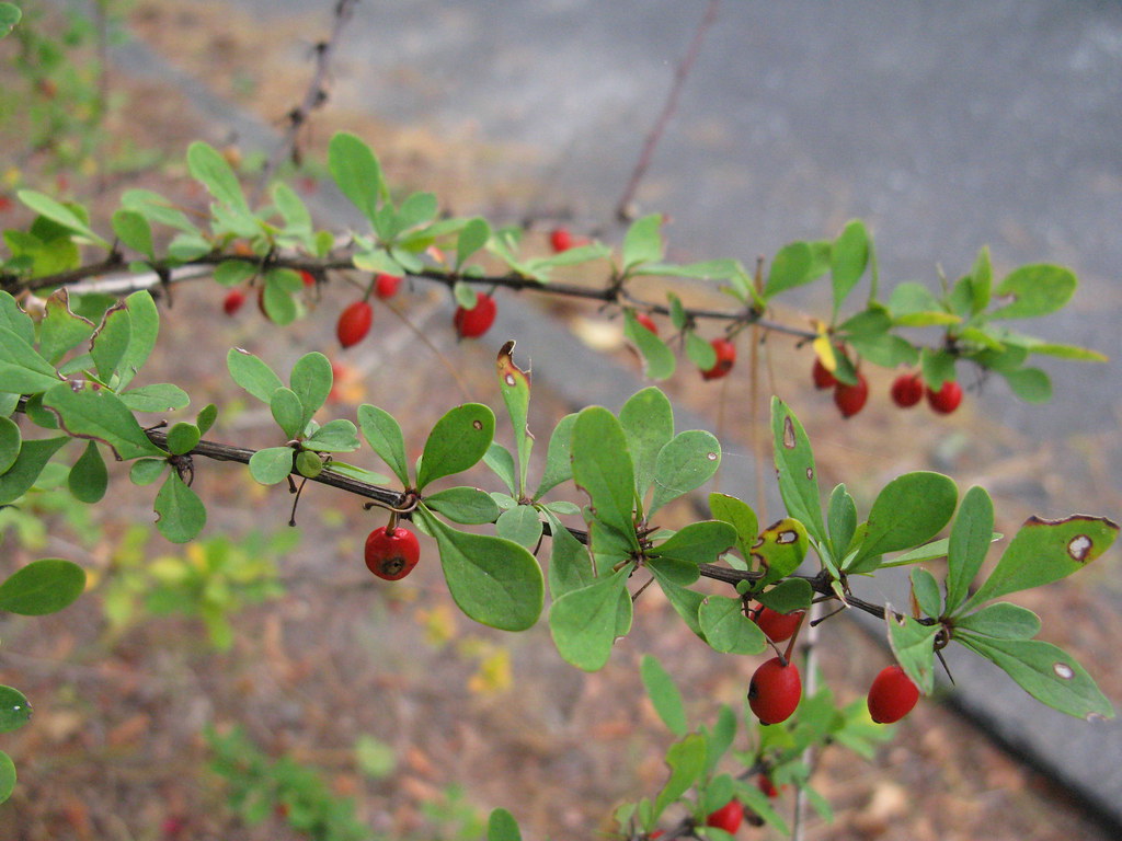 Barberry berries, source of berberine