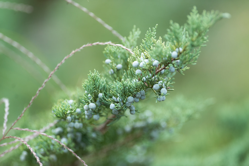 Juniper berries on the branch